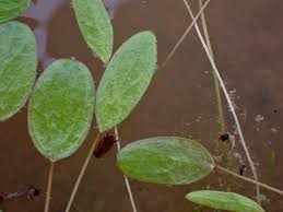 Image result for Limosella maior