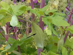 Image result for Aphloiaceae