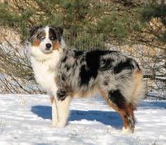 Black And White Aussie Blue Eyes Eyes Pigment Markings Aussie Shepherd Puppy Aussie Dogs Aussie Shepherd