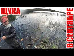 как быстро почистить окуня от чешуи в домашних условиях Lovlya Shuki V Sentyabre Na Spinning Polnyj Podsak Ryby Youtube Spinning Ryba Prudy