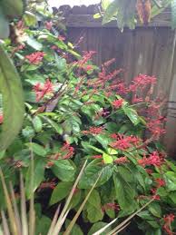 It also makes an easy indoor plant where its flowers can be enjoy Firespike Odontonema Tubaeforme This Is Firespike Odontonema Tubaeforme A Native Of Central America And Has Naturalized In Some Pink Flowers Plants Bloom