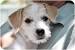 Fox Terrier Wirehaired Terrier Mix Jack Russell
