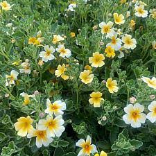 Image result for Jamesbrittenia integerrima