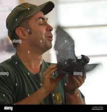 ADVANCE FOR WEEEKEND EDITIONS, SEPT. 8-11 ** Volunteer Peter Lester of  Dover, N.H., demonstrates a crow decoy he made out of an animated bat  Halloween decoration during a crow hunting seminar