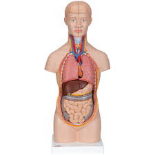 Aponeurosis of the abdominal external oblique muscle. Mini Torso Model 12 Part 3b Scientific 1000195 B22