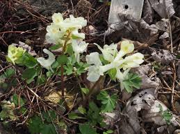 Image result for Corydalis mildbraedii