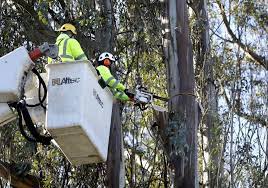 Davey's bonded and insured isa certified arborists can work with you to safely and efficiently remove your tree. Pg E Tree Trimming Draws Mixed Review From Neighbors In Sonoma County