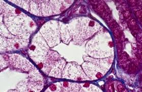 Human Simple Cuboidal Epithelium Single Kidney Tubule In Cross Section Magnification X250 This Tubule Is Part Of The Nephron Also Shows Lumen And Blue Con