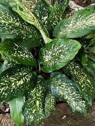 Rumput hias berikutnya adalah rumput gajah mini yang teksturnya hampir mirip seperti rumput gajah, namun ukurannya lebih kecil. Tanaman Liar Yang Cocok Dijadikan Sebagai Tanaman Hias Steemit