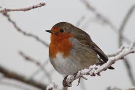 Why Are Robins Tame Www Birdwords Co Uk Robin Redbreast Robin Animals