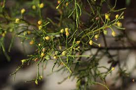Image result for Widdringtonia nodiflora