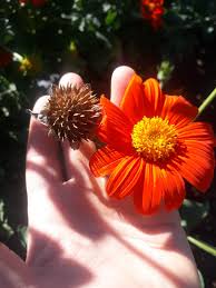 Image result for Tithonia rotundifolia