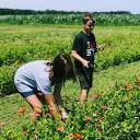 Field to Vase LLC - U-pick Flower Farm in New Carlisle Indiana