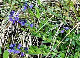Image result for Polygala marensis