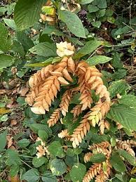 Image result for Flemingia