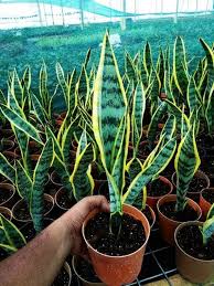 Image result for Sansevieria trifasciata