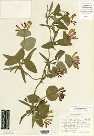 Image result for Caprifoliaceae