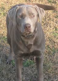 Silver lab puppies are one of the most preferable dog breeds famous in the united states. Silver Labradors Learn The Shocking Truth