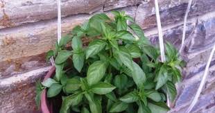 Basilic Leḥbeq Verger Fruits Fruits Et Legumes