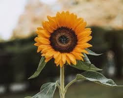 Bunga matahari adalah bunga cantik berwarna kuning cerah yang tinggi batangnya dapat. Arti Makna Filosofis Bunga Matahari Three Bouquets
