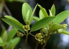 Image result for Necepsia castaneifolia