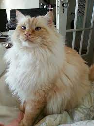 The flame point ragdoll is an intelligent and loving cat that spends a great deal of time napping or snuggling with their family members. Lynx Point Siamese Long Hair Kitten Novocom Top