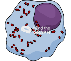 Image result for Rickettsiae