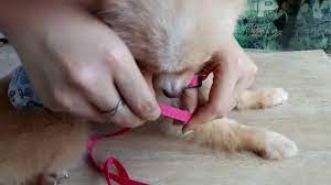 Antawacana penggambaran sinopsis cerita, adegan, tokoh pagelaran wayang yang disampaikan oleh dalang dengan cara dilagukan antawis (k): Ini Cara Menggunakan Harness Anjing Memasang Tali Tuntun Youtube