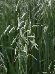 Image result for Avena byzantina