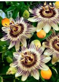 Yellow Purple Passion Flower Hybrid Seeds In 2020 Passion Flower Plant Flower Garden Plants Passion Flower