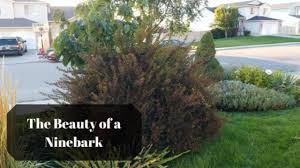 This cultivar is often offered as a pruned or trained tree form. Diablo Ninebark Arbor Valley Nursery Colorado Wholesale Nursery