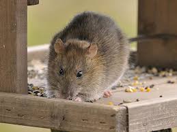 We check reputation, history, complaints, reviews expert recommended top 3 pest control in perth, uk. Pros In Control Pest Services Best Bed Bug Extermination Perth Amboy Nj