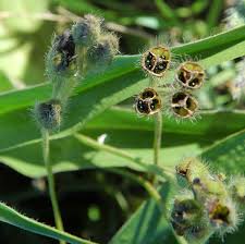 Image result for Hypoxis sp. A (as per FZ 12-3)