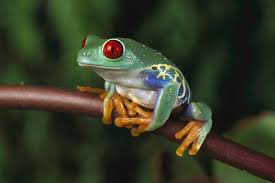 Maybe you would like to learn more about one of these? Free Download Frog Wallpapers Fun Animals Wiki Videos Pictures Stories 1600x1067 For Your Desktop Mobile Tablet Explore 68 Froggy Wallpaper Cute Frog Wallpaper Tree Frog Wallpaper Animated Frog Wallpaper For Computer