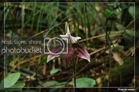 click this image to show the full size version paphiopedilum wild orchid how to look pretty