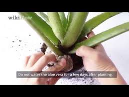 Aloe vera don't like a super hot and sunny location in general. How To Plant Aloe Vera With Pictures Wikihow