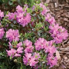 Hedges Rhododendron Amy Cotta Azaleas Lavender Plant Rhododendron
