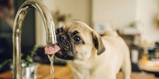 You can either choose to start introducing them to water a good week before you can bathe your dog before she has her puppies if you are gentle while rubbing on her. Can Dogs Drink Something Other Than Water Alpha Paw