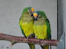 We did not find results for: Aratinga Aurea Peach Fronted Conure In Zoos