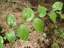 Image result for Ziziphus abyssinica