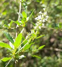 Image result for Aloysia