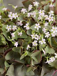 Image result for Oxalis oligotricha
