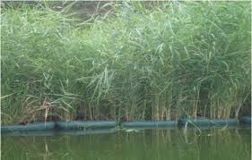 جزر الغاب الكنز المفقود على ضفاف النيل صور صوت الأمة