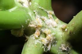 Image result for Mealybug cucumber