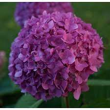 10 Facts About Geraniums That Gardeners Should Know Reblooming Hydrangeas Hydrangea Not Blooming Hydrangea Macrophylla
