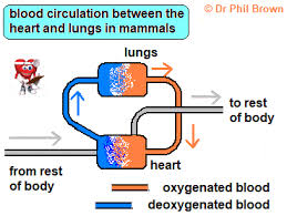 The blood vessel which reveices blood from right ventricle. Explaining How The Human Circulatory System Works Heart Lungs Blood Vessels Arteries Capillaries Veins White Red Blood Cells Platelets Plasma Causes Cardiovascular Disease Statins Stents Igcse O Level Gcse 9 1 Biology Revision Notes