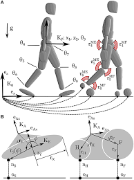Anterior segment containing aqueous humor 3. Frontiers A Quick Turn Of Foot Rigid Foot Ground Contact Models For Human Motion Prediction Frontiers In Neurorobotics