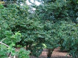 Image result for Volkameria glabra