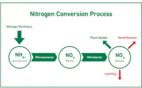 Carbon The Future Of Nitrogen Stabilization Agrevival