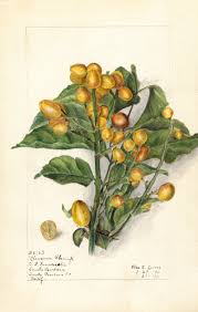 Image result for Clausena lansium